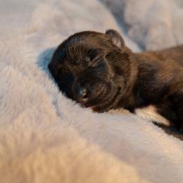 Jon Snow - Fawn male Belgian Malinois puppy in Baltimore, Maryland from Abenteurer German Shepherds & Belgian Malinois