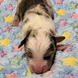Boy 4 - male Miniature Australian Shepherd puppy in Spirit Lake, Idaho from Gemstone Ridge Mini Aussies