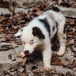 Holly - Blue merle female Australian Shepherd puppy in Silex, Missouri from Small Town Australian Shepherds