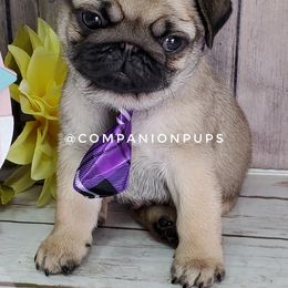 Pug Puppies from Companion Pups
