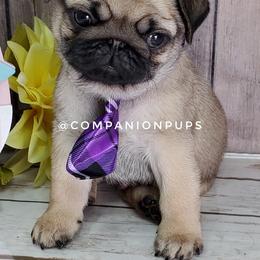 Pug Puppies from Companion Pups
