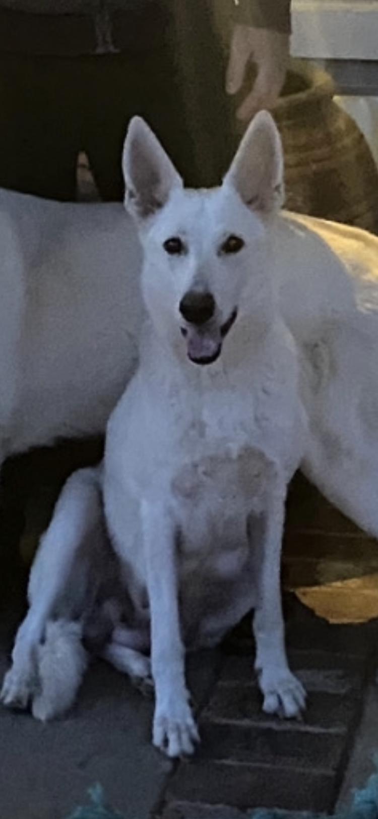 Duchess