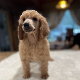 Jack - Cream male Poodle puppy in Wolf Creek, Oregon from Dejah Bleu Kennels