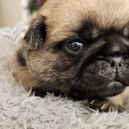 Boy 2...black collar - Fawn male Pug puppy in Lebanon, Maine from Palatial Pugs LLC