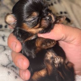 Yorkshire Terrier puppies from Kissable baby face yorkies