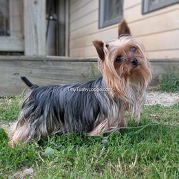 Azaria - Yorkshire Terrier