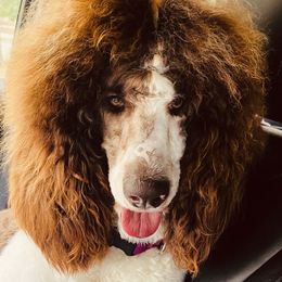 Goldendoodle Puppies from Labradoodleday