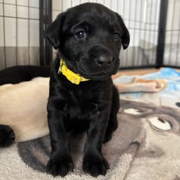 Labrador Retriever Puppies from Front Range Labradors LLC