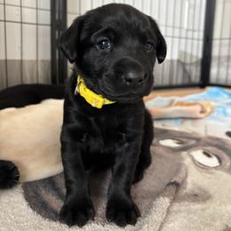 Labrador Retriever Puppies from Front Range Labradors LLC