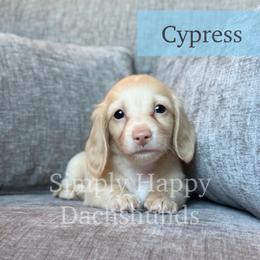 Cream Longhair - Pet Only CKC - Cypress - Cream male Dachshund puppy in Pauls Valley, Oklahoma from Simply Happy Dachshunds