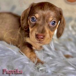 Paprika - Cream female Dachshund puppy in Cave Junction, Oregon from Rockindachs