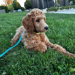 Charlie - Apricot male Poodle puppy in Yelm, Washington from Little Prairie’s Standard Poodles