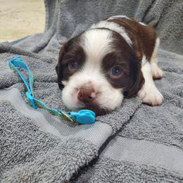 English Springer Spaniel Puppies from Painters Lane Livestock