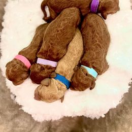 Labradoodle Puppies from Desert Mountain Doodles