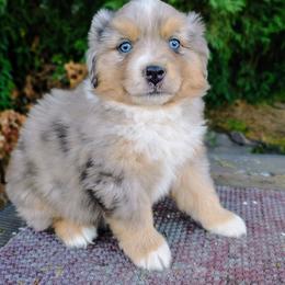 Camillia - Blue merle female Miniature American Shepherd puppy in Goldendale, Washington from Amulet Charm