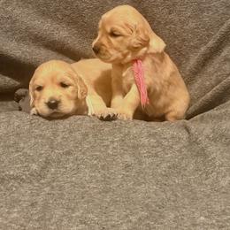 White - Golden female Golden Retriever puppy in Great Falls, Montana from VS Golden Fields