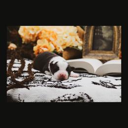 Poe - Black male Border Collie puppy in Dallas, Texas from Effervescent Border Collies