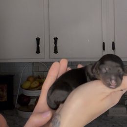 George - Black and tan male Dachshund puppy in Brandon, Florida from Knights Dachshunds