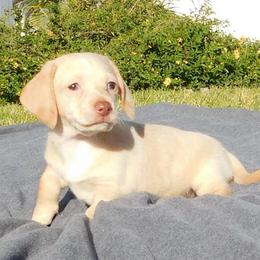 Tanner - Cream male Dachshund puppy in Corona, California from M & M Doxies