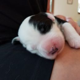 Old English Sheepdog Puppies from Stargazer OES