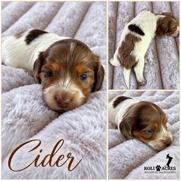 Cider - Chocolate Dapple Piebald - Silky Wirehair - Dapple male Dachshund puppy in Kemp, Texas from Koli Acres