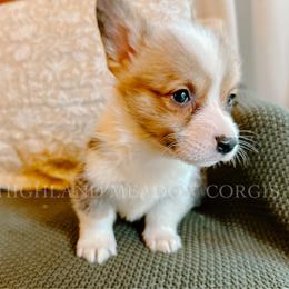 Elmo - Red male Pembroke Welsh Corgi puppy in Bend, Oregon from Highland Meadow Corgis