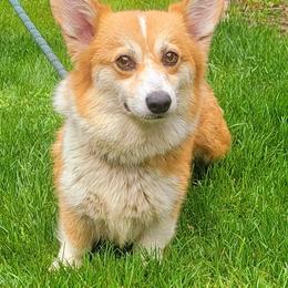 Foxy - Pembroke Welsh Corgi