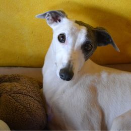 Lyla - Whippet