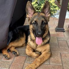 German Shepherds from Von Lavalle German Shepherds