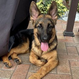 German Shepherds from Von Lavalle German Shepherds
