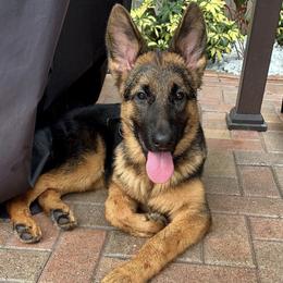 German Shepherds from Von Lavalle German Shepherds