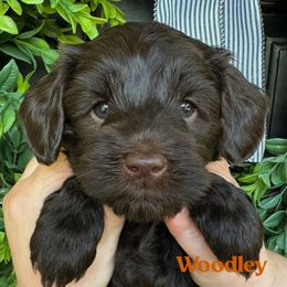 Woodley - Chocolate female Australian Labradoodle puppy in Silver Spring, Maryland from Potomac Australian Labradoodles