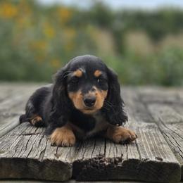 Opal is 4000 dollars - Black and tan female Dachshund puppy in Crystal, Michigan from Mare-bella Dachshunds