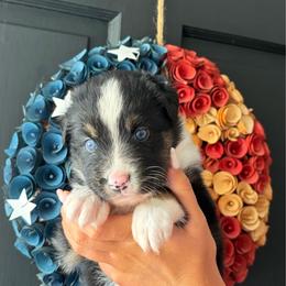 Hazelnut - Black tri-color female Australian Shepherd puppy in Spartanburg, South Carolina from Hub City Aussies
