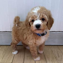 Blue collar male - Apricot male Goldendoodle puppy in Ridgewood, New Jersey from Jessie’s Doodles