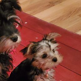 Yorkshire Terriers from Brenda Bone's Yorkshire Terriers