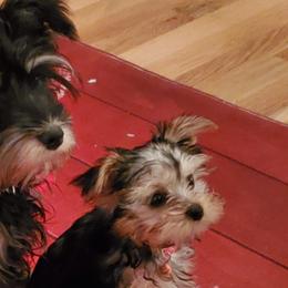 Yorkshire Terriers from Brenda Bone's Yorkshire Terriers