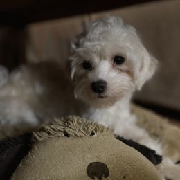 Stewie - Maltese