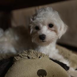 Stewie - Maltese