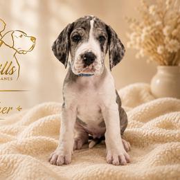Fletcher - Mantle merle male Great Dane puppy in Liberty, New York from Catskills Greatest Danes