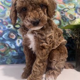 Poodle Puppies from Foxtrot Farm Poodles