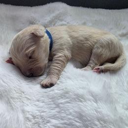 Baby Boy Dark Blue - Light golden male Golden Retriever puppy in Clarksville, Tennessee from 255 Goldens