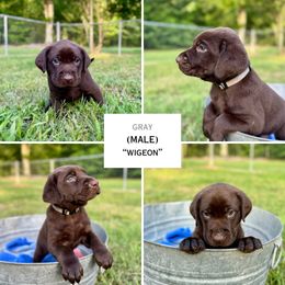 Gray (Wigeon) - Chocolate male Labrador Retriever puppy in Elizabeth City, North Carolina from Duck Dog Ranch