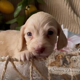 Luna - Cream female Dachshund puppy in Desloge, Missouri from Snows Doxies