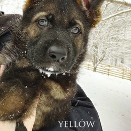 German Shepherd Puppies from Reddington Shepherds