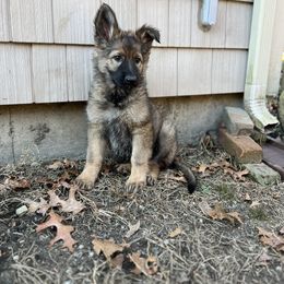 German Shepherd Puppies from Alisha Fitzpatrick