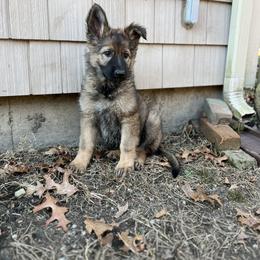 German Shepherd Puppies from Alisha Fitzpatrick