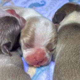 Celka - Lilac female Boston Terrier puppy in Monroe, Washington from Nordkyn Boston Terriers