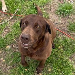 Maddie - Chocolate female Labrador Retriever puppy in Elloree, South Carolina from Moonlight Kennels LLC