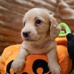 Fuchsia Collar - Cream female Dachshund puppy in Belfair, Washington from Devoted Doxies, Lorraine’s Yorkies